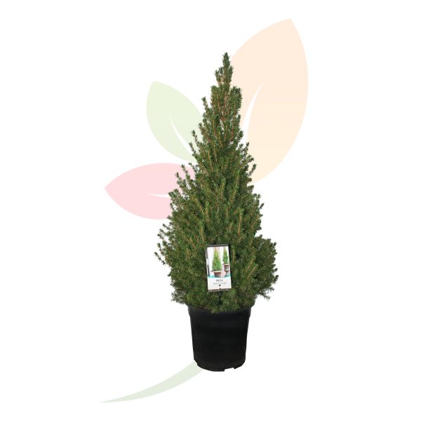 PICEA GLAUCA CONICA PIRAMIDAL
