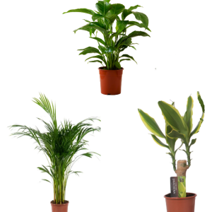 Compra plantas a domicilio