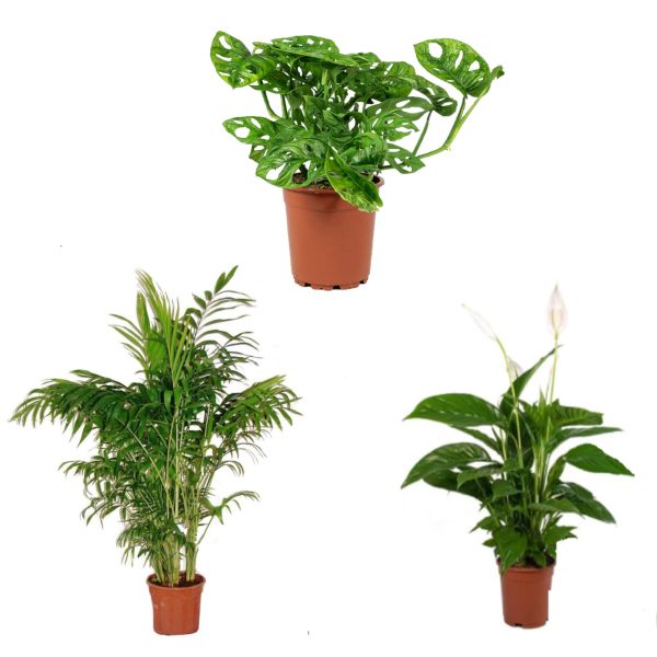 planta natural de interior areca dieffembachia