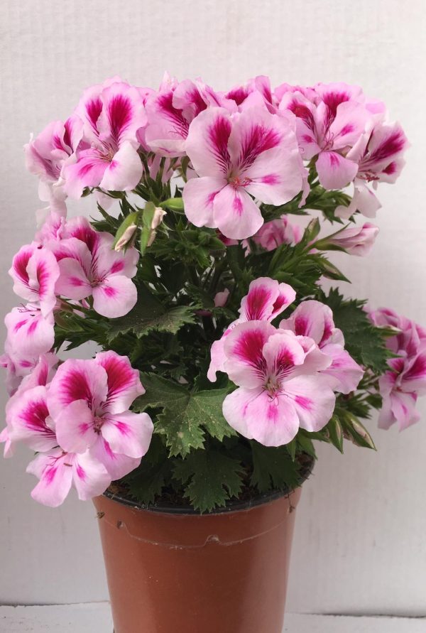 pack 6 geranios pelargonium grandiflorum naturales