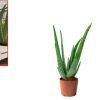 Pack 3 Plantas Naturales Aromáticas y Suculentas : Romero + Aloe Vera + Lavanda - Imagen 4