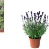 Pack 3 Plantas Naturales Aromáticas y Suculentas : Romero + Aloe Vera + Lavanda - Imagen 3