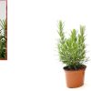 Pack 3 Plantas Naturales Aromáticas y Suculentas : Romero + Aloe Vera + Lavanda - Imagen 2