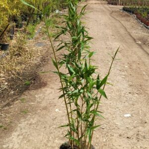 Compra plantas a domicilio