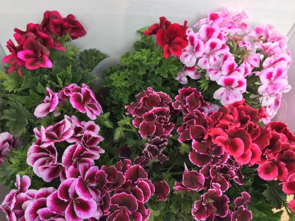 pack 6 geranios pelargonium grandiflorum naturales