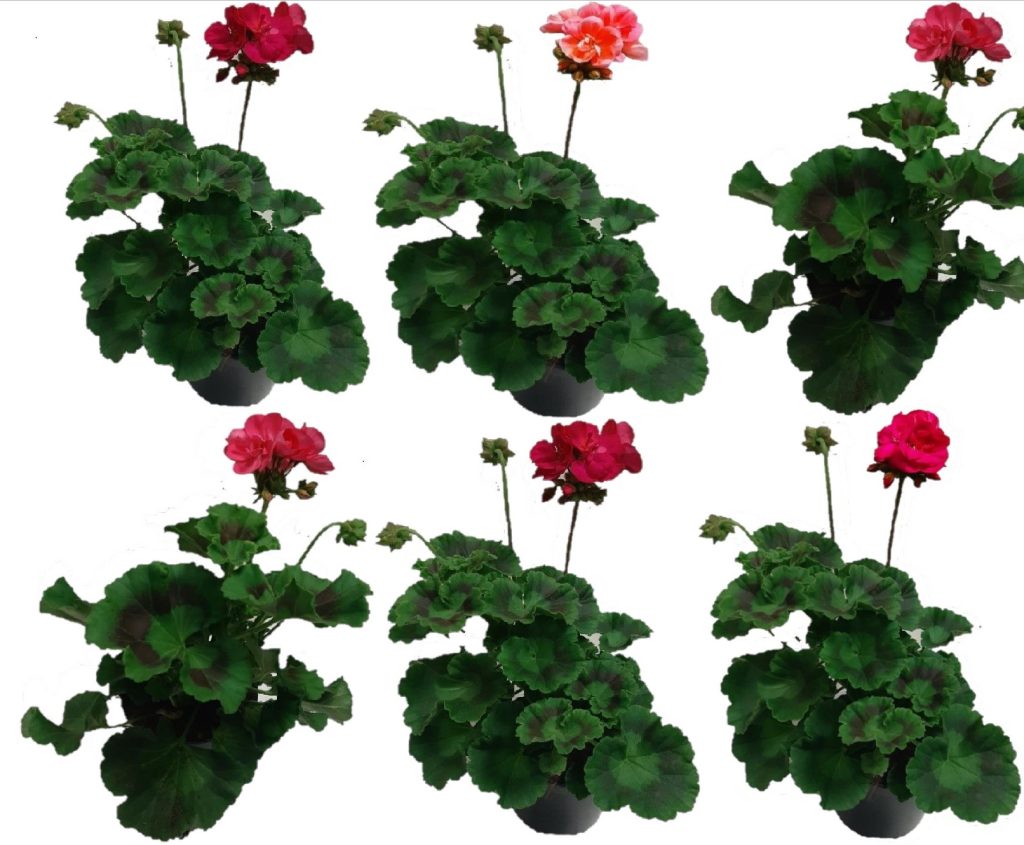 pack 6 geranios pelargonium zonal naturales