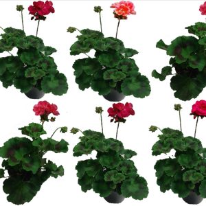 pack 6 geranios pelargonium zonal naturales