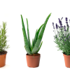 Pack 3 Plantas Naturales Aromáticas y Suculentas : Romero + Aloe Vera + Lavanda