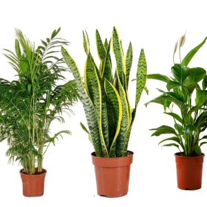 pack 3 plantas naturales de interior : chamadorea elegans + sanseviera + spathiphyllum(lirio de la paz)