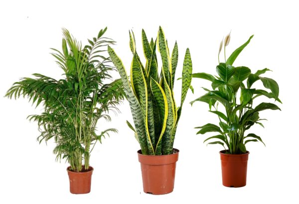 pack 3 plantas naturales de interior : chamadorea elegans + sanseviera + spathiphyllum(lirio de la paz)