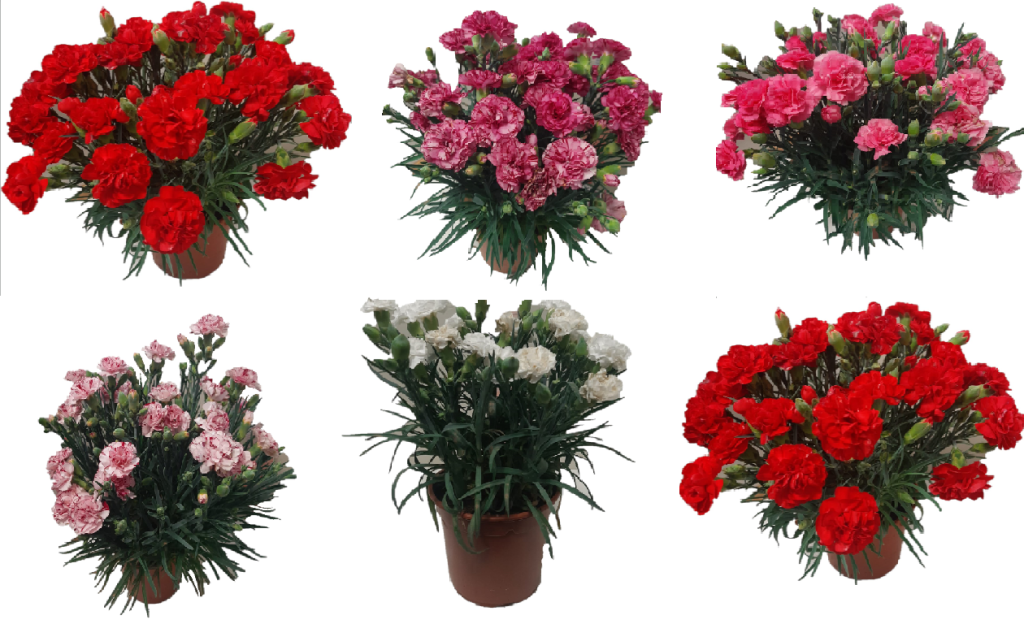 clavel pack 6 plantas naturales clavel dianthus carnelia vp 2