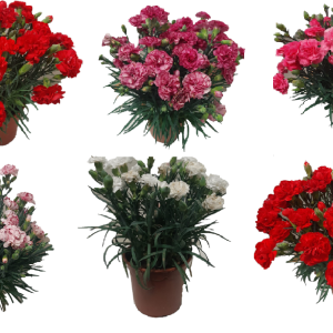 clavel pack 6 plantas naturales clavel dianthus carnelia vp 2