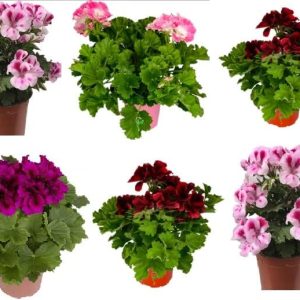 pack 6 geranios pelargonium grandiflorum naturales