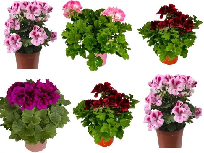 pack 6 geranios pelargonium grandiflorum naturales