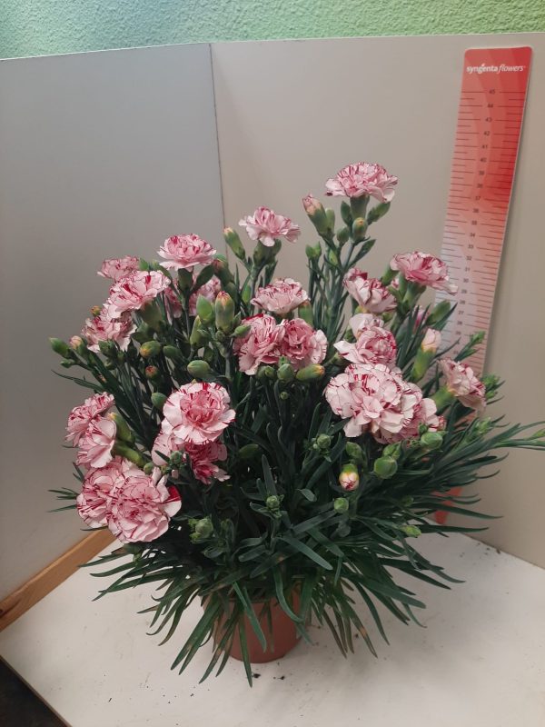 clavel pack 6 plantas naturales clavel dianthus carnelia vp 2